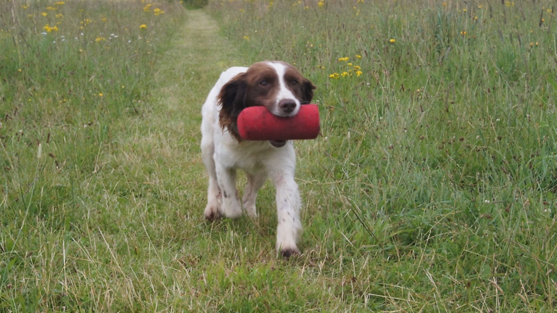 Take your gundog’s retrieving to the next level!