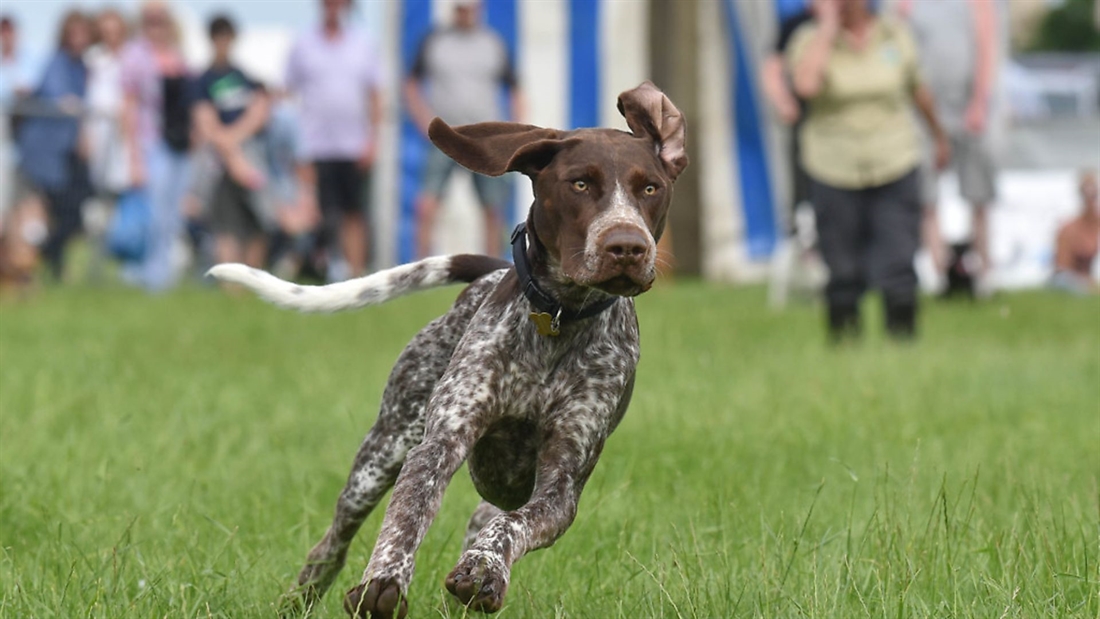 The Burghley Game &#038; Country Fair 2019 &#8211; 26th-27th May