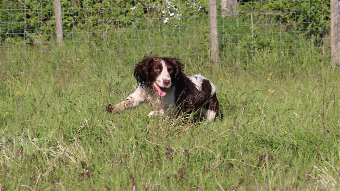 Training the hunt whistle