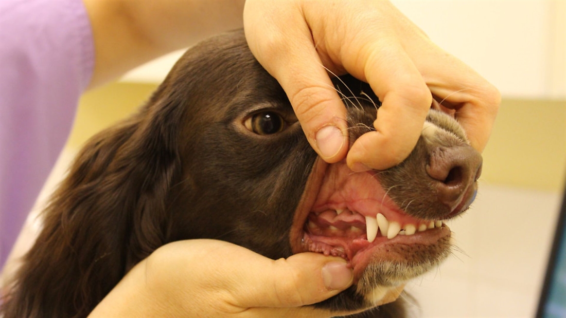 How can I keep my dog’s teeth clean?