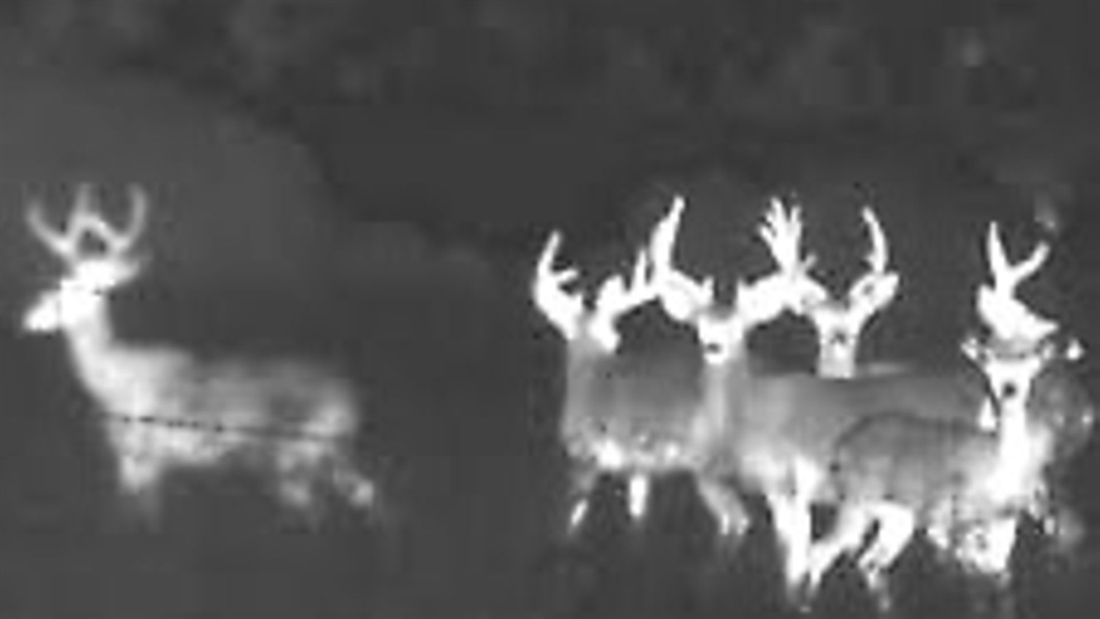 How can I count nocturnal deer?