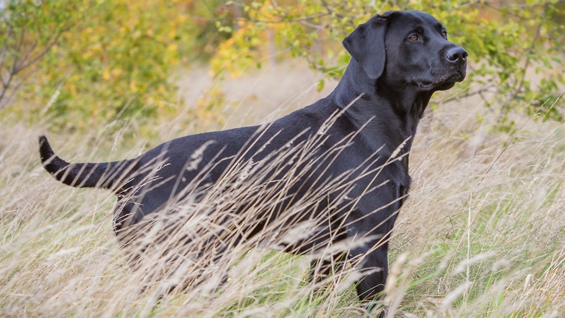 How to keep your dog in the hunting area