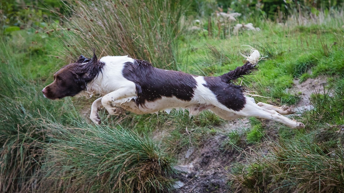 Is my gundog overweight?