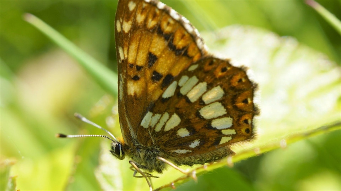 Farmer clusters &#8211; good news for conservation