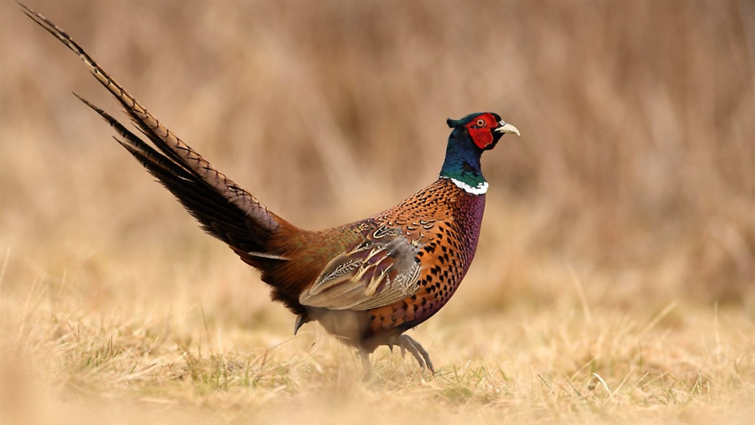 Wild Justice to take Defra to court over release of pheasants