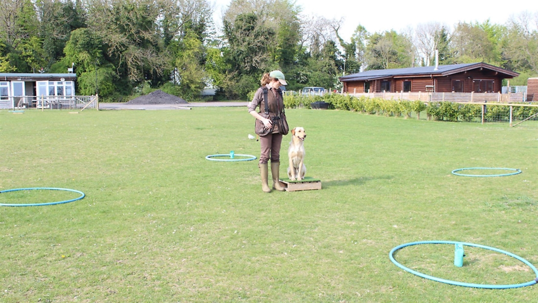 Gundog training &#8211; taking direction