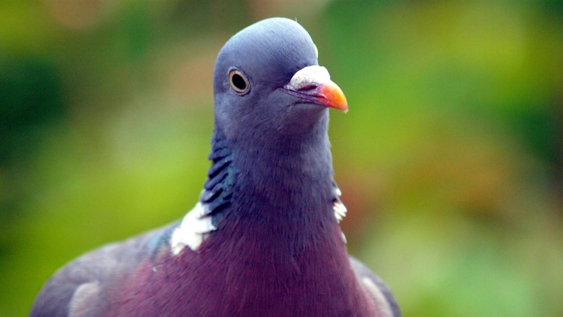 Can I shoot pigeons without a dog?