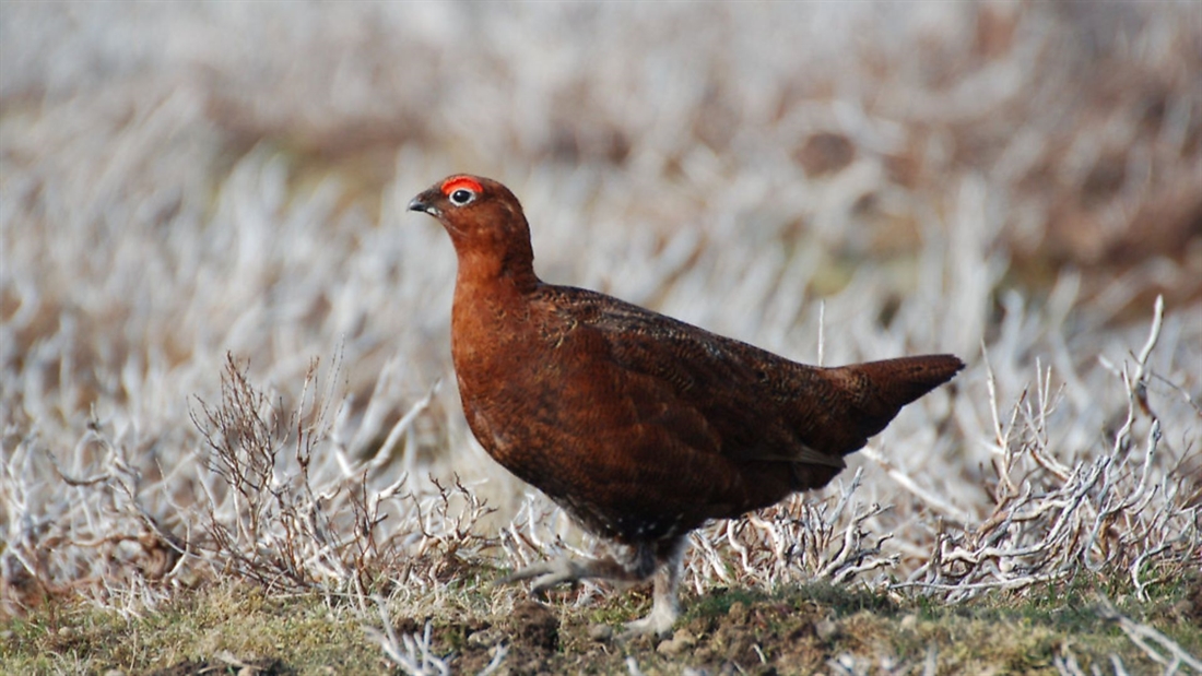 Government has no plans to ban driven grouse shooting