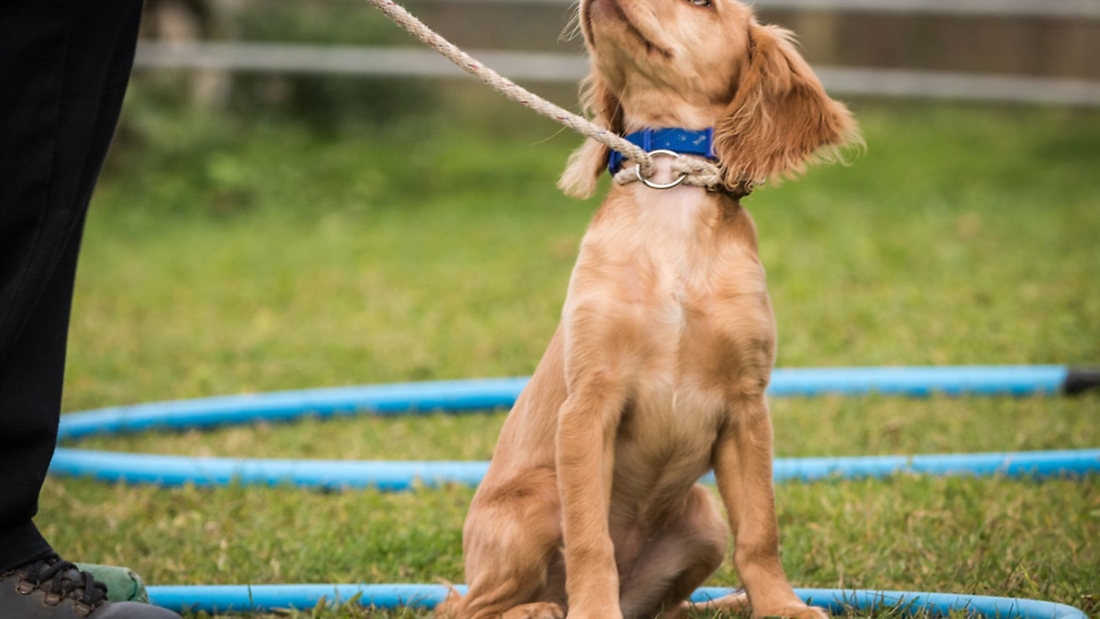 Gundog training &#8211; distance handling &#038; the stop whistle