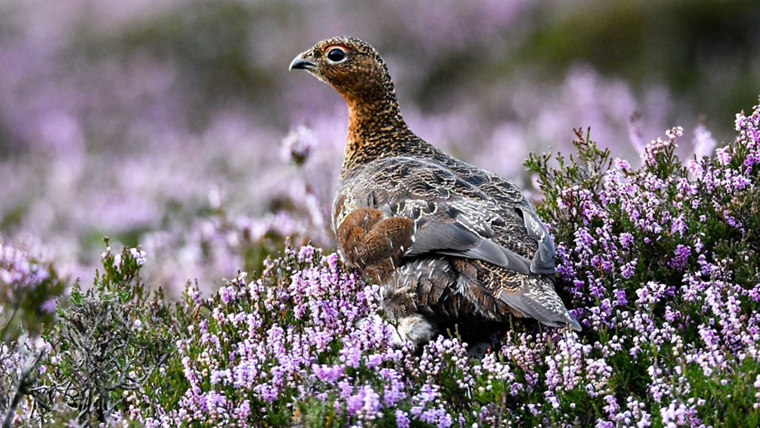 12 of the best cartridges for grouse shooting