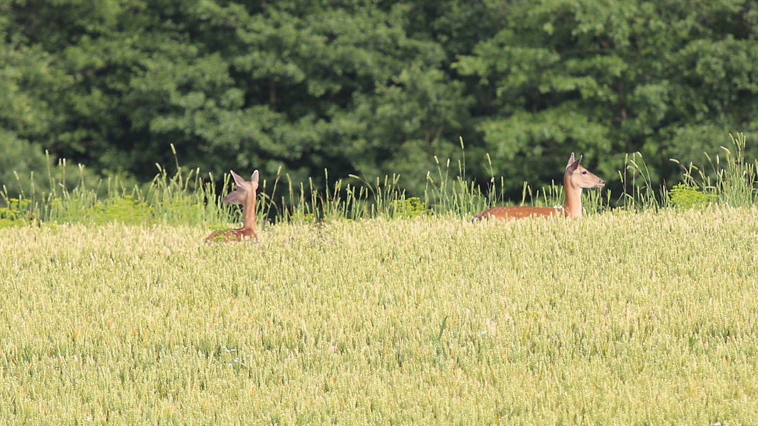 Controlling deer in standing crops