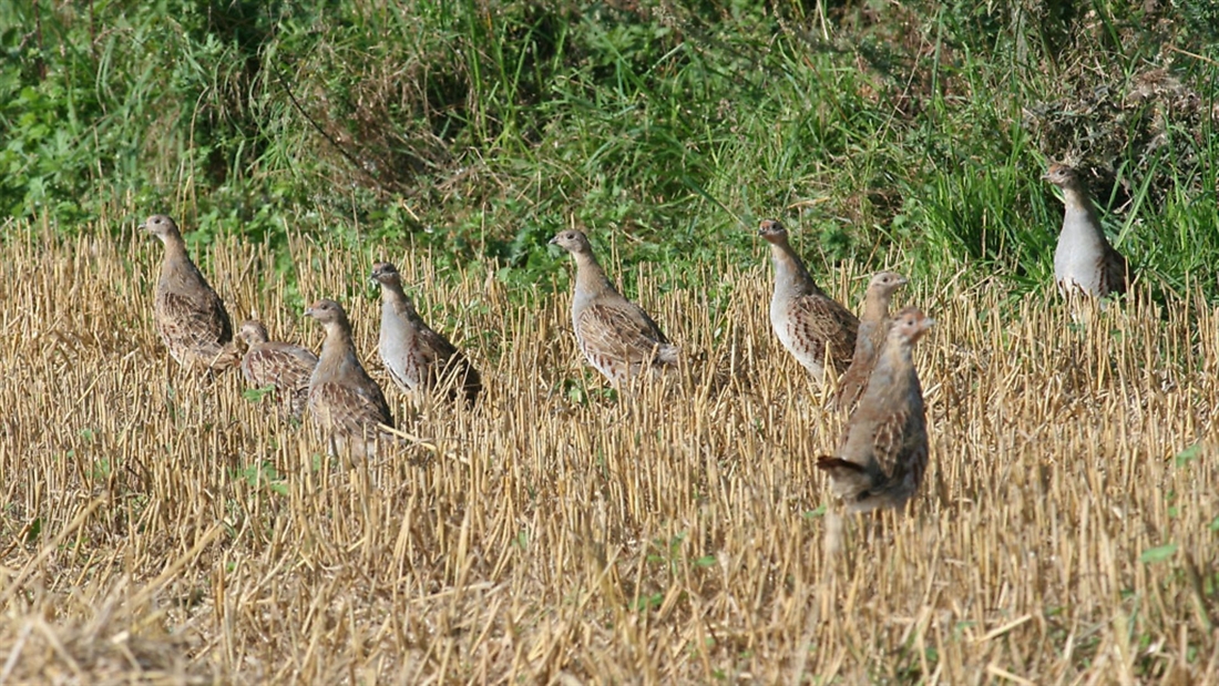 8 of the best cartridges for partridge shooting