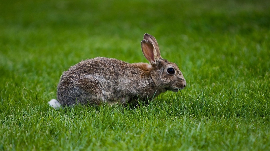 WATCH: How to skin and butcher a rabbit