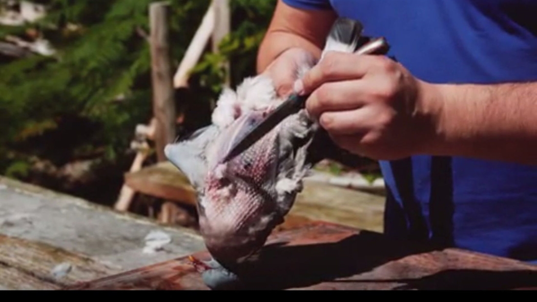 WATCH: How to pluck and debreast a pigeon