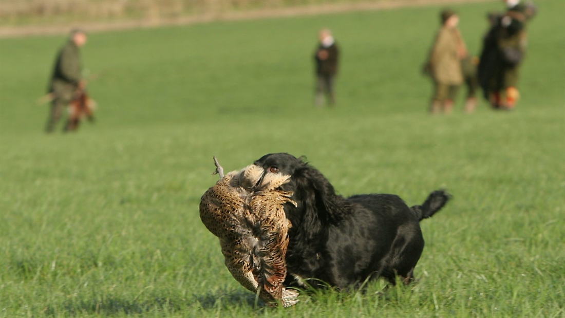 How to: train your gundog not to swap birds