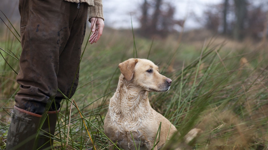 The importance of providing the right nutritional diet for working dogs