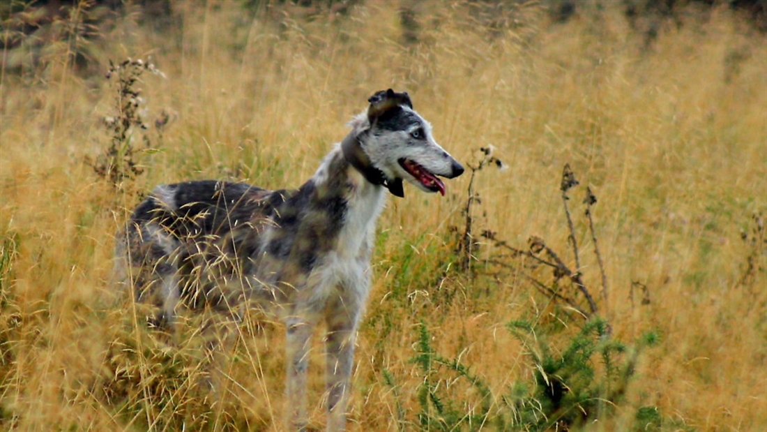 Re-training a lurcher for deer tracking