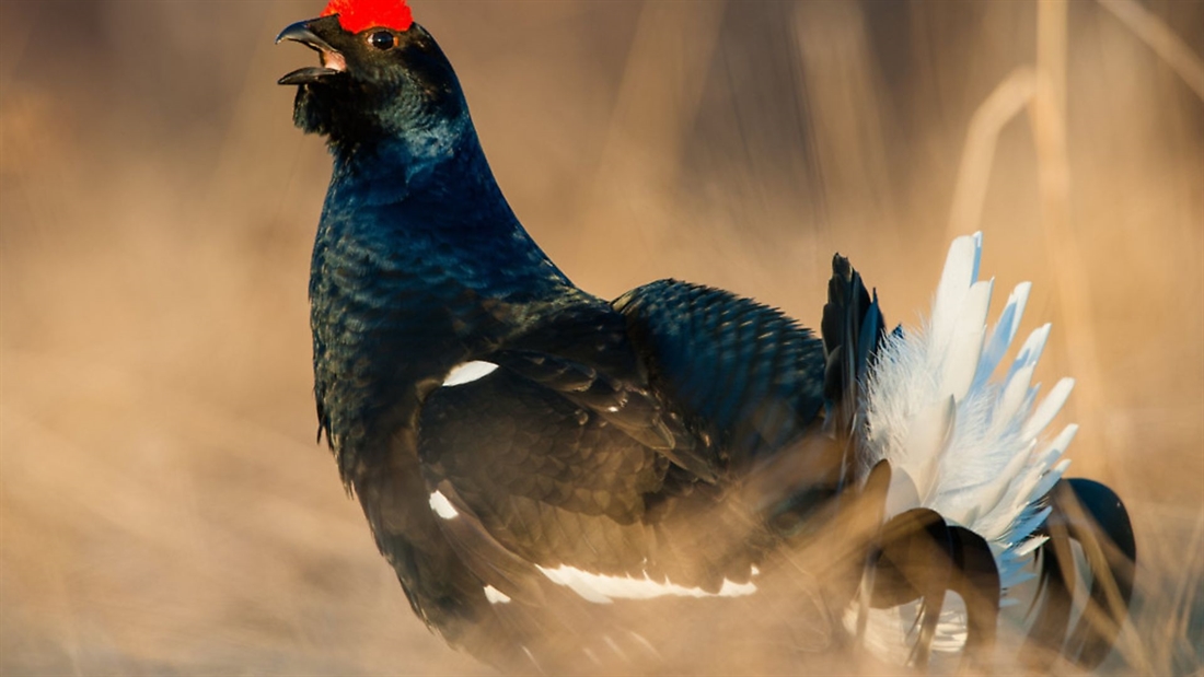 Conserving England’s black grouse