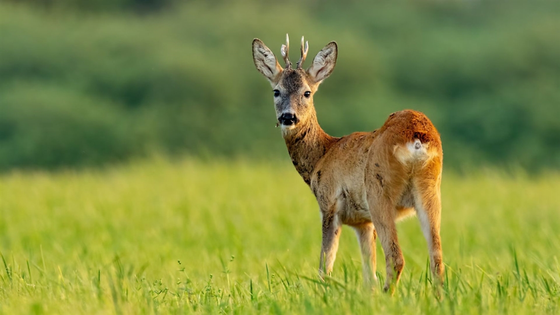 How to age a roe deer