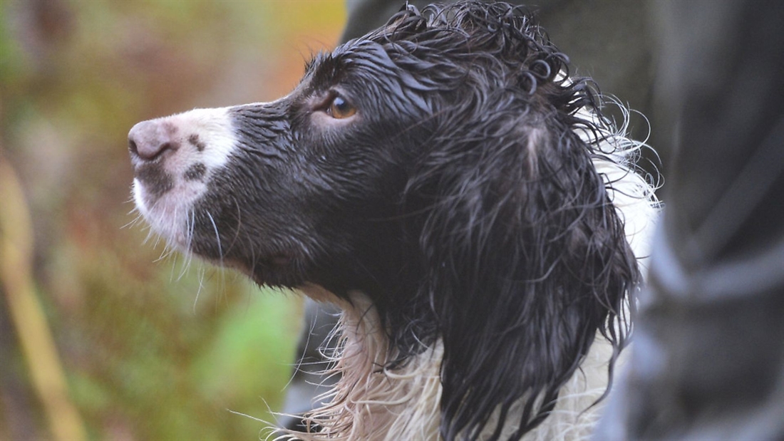 Gundog Training &#8211; marking shot game