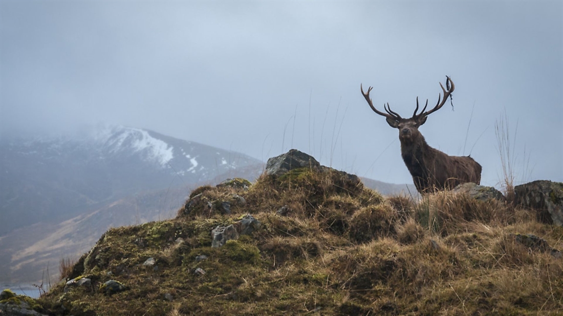 The Deer Working Group report &#8211; what it means for Scotland’s deer