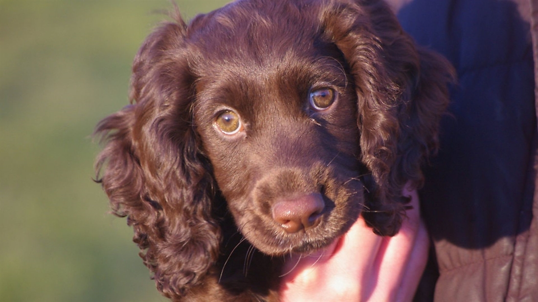 Gundog puppies: from breeding to early training