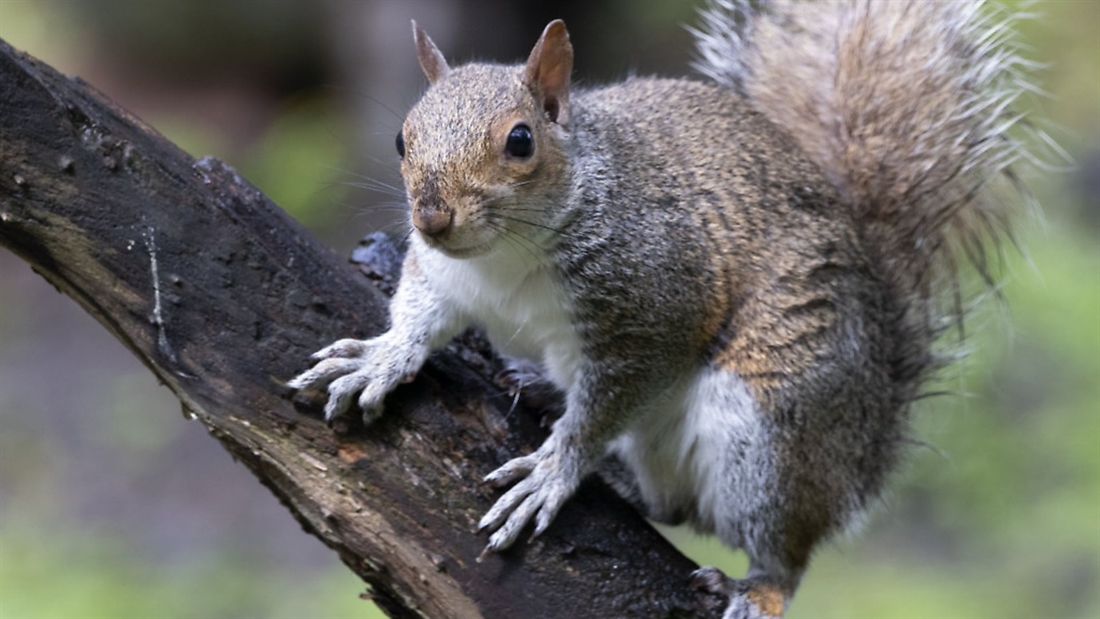 BASC calls for action in tackling grey squirrel numbers