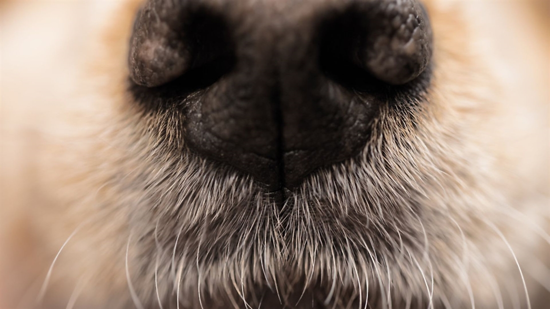 Is a dry nose bad for dogs?