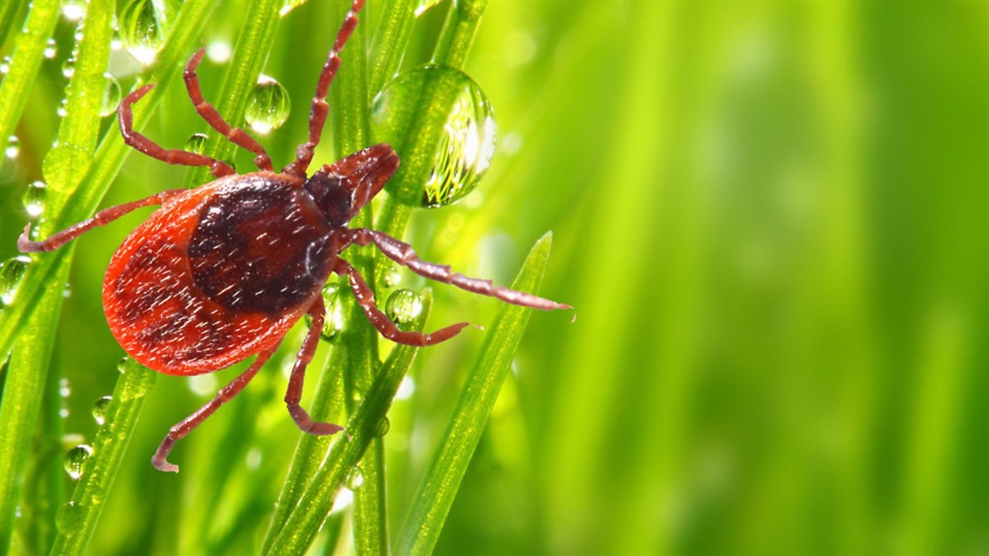 Lyme disease vaccine shown “safe and effective” in Phase 2 trial!