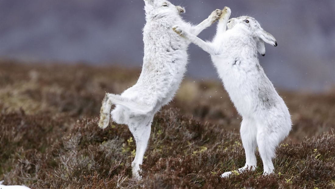 Mountain hare shooting &#8211; what happened?