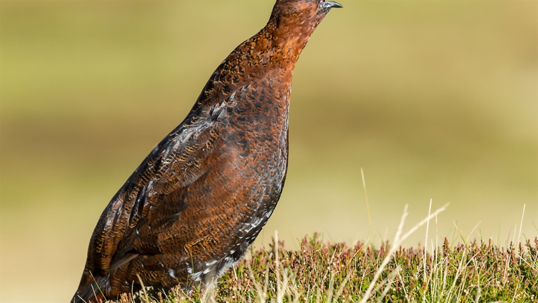 The truth about grouse moor management