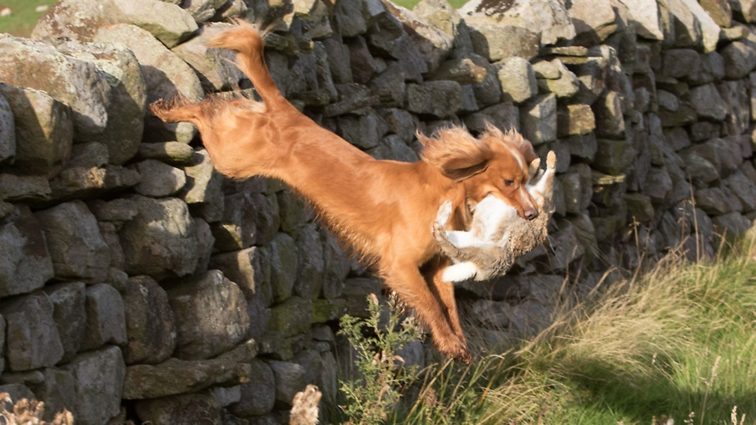 Gundog training: how to cross obstacles