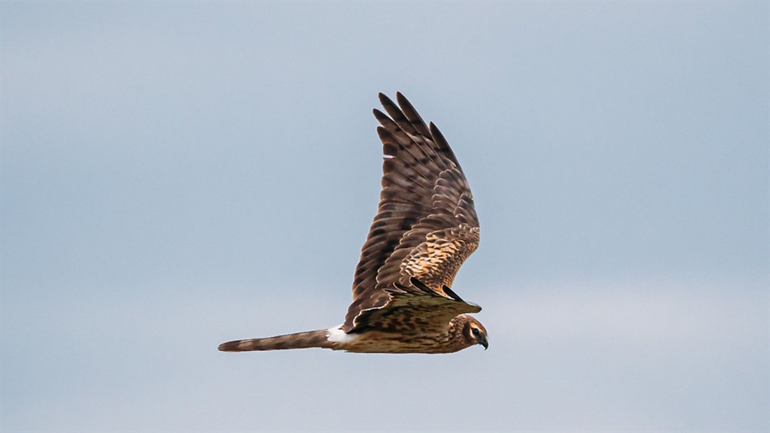 Record year for hen harrier breeding success