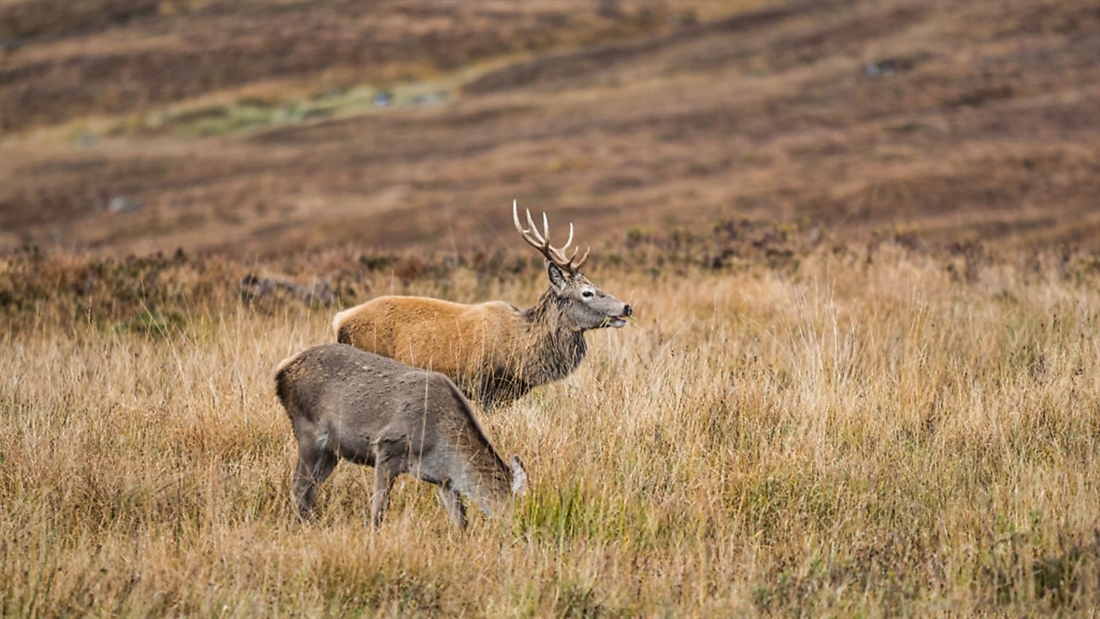 Rural businesses “put through the shredder” by Scotland’s self-catering accommodation retrictions