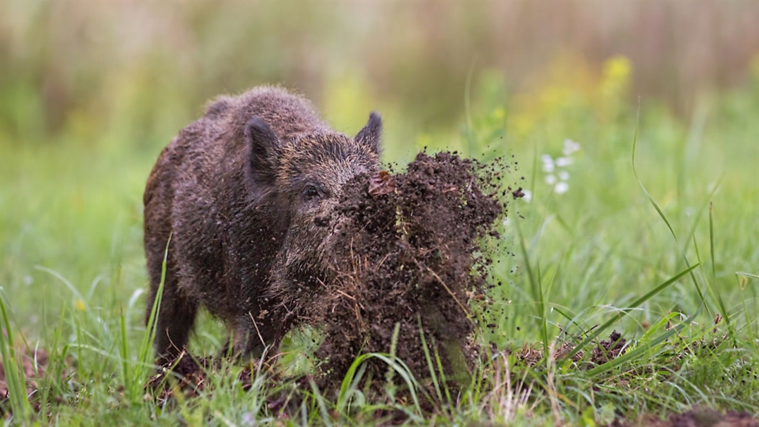 DMQ/NGO launches wild boar management course