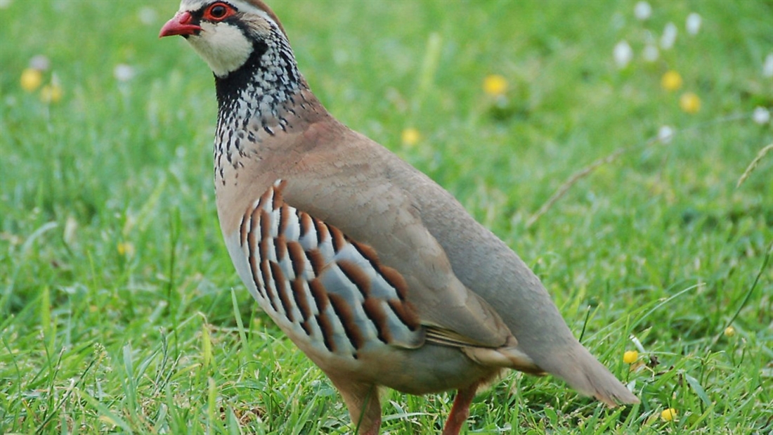 Research says well-run shoots positively impact local wildlife and habitat