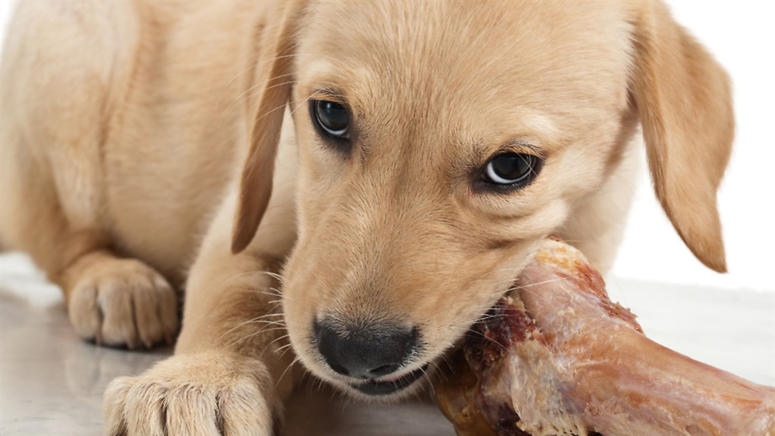 Can I feed my dog bones?