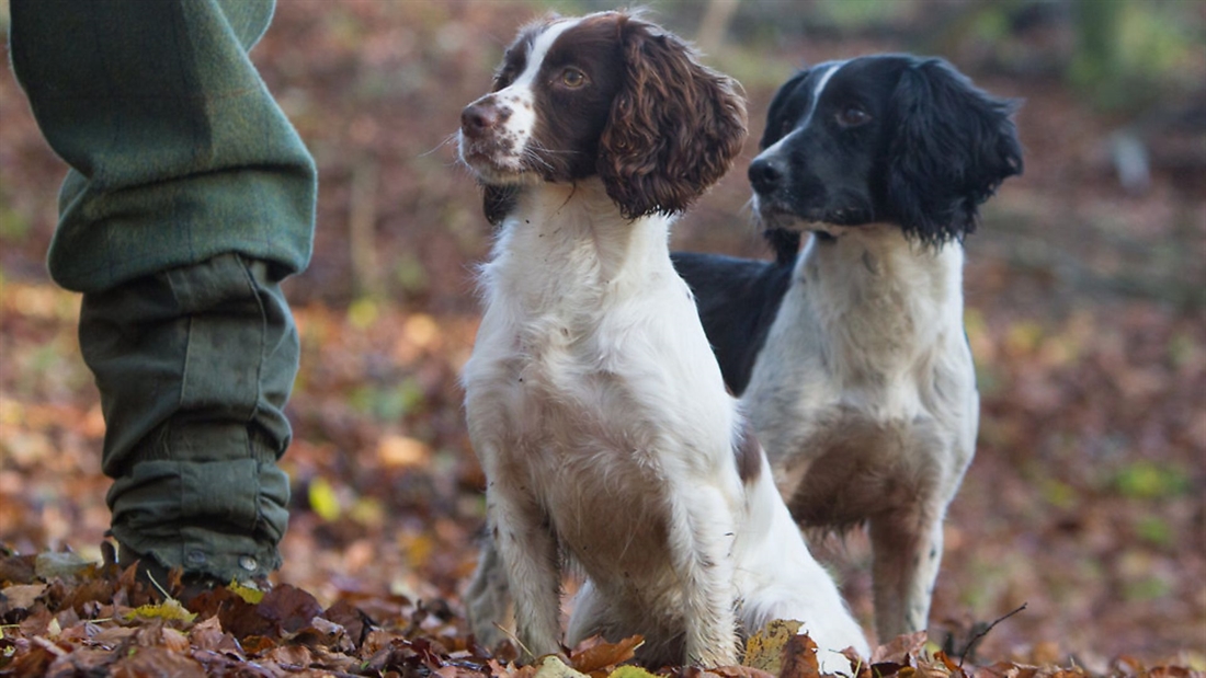 Should I feed my gundog before work?