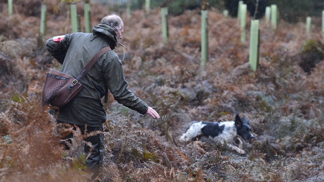 How to keep your spaniel close!