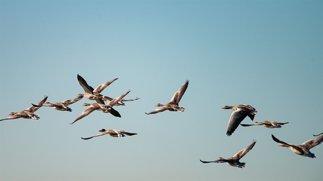 Avian influenza (bird flu) identified in wild birds in South West of England