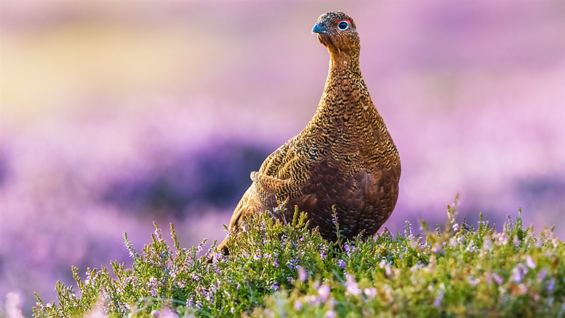 Scotland to licence grouse moors