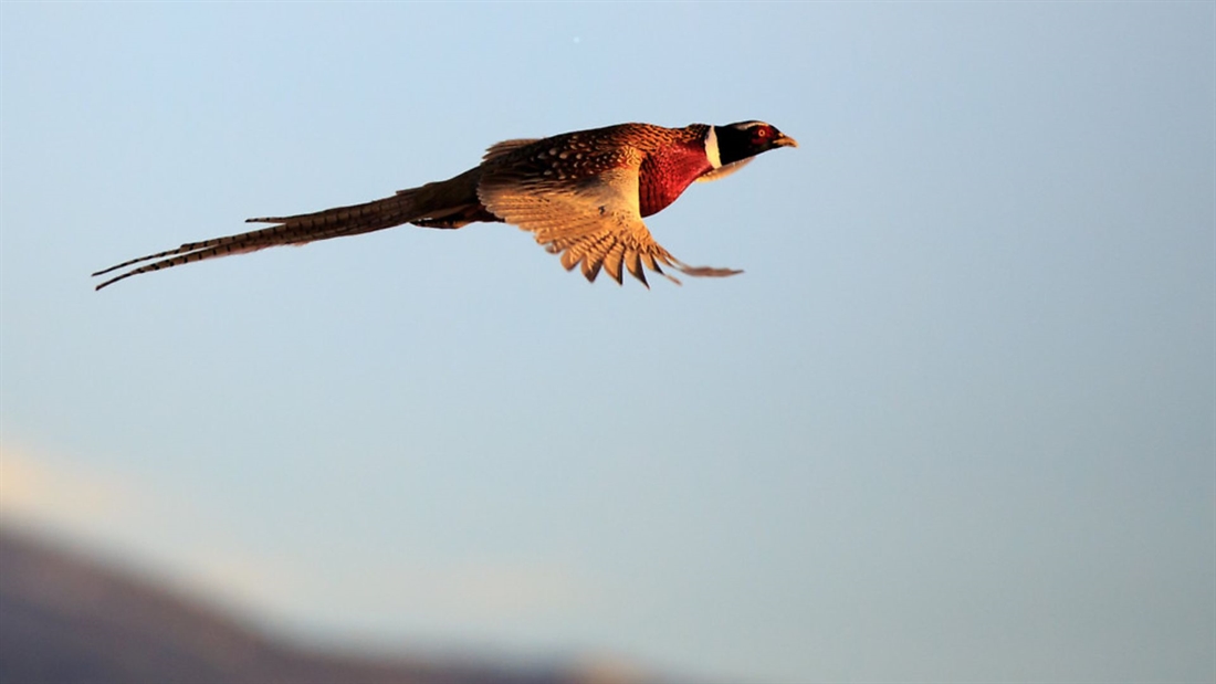 8 of the best cartridges for high pheasants