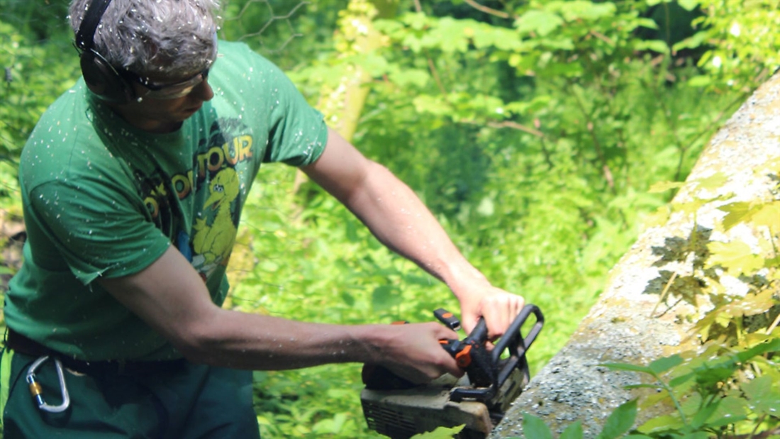 How to: deal with fallen trees near watercourses