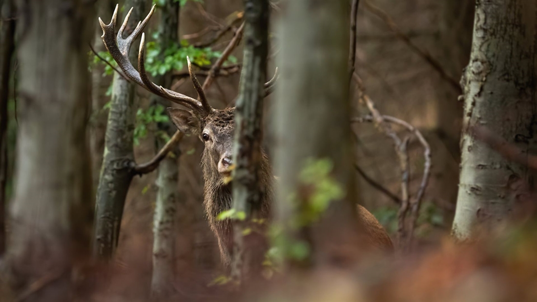 Recreational shooting can go ahead in Northern Ireland during lockdown 3