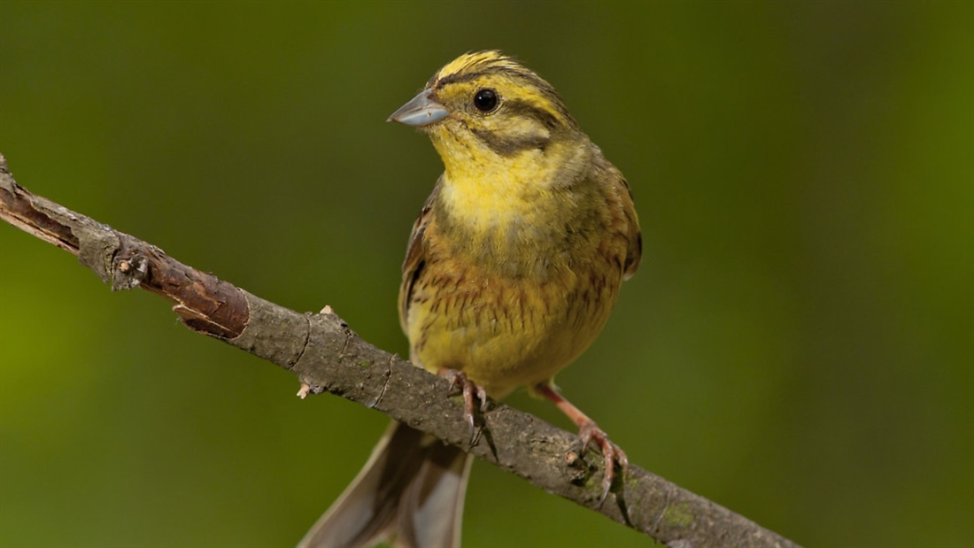 Land managers play a “crucial role” in UK songbird survival; help to prove it!