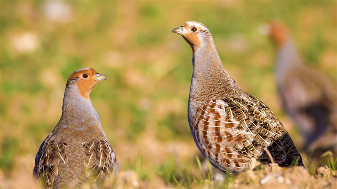 Farmland Bird Count returns for its eighth year