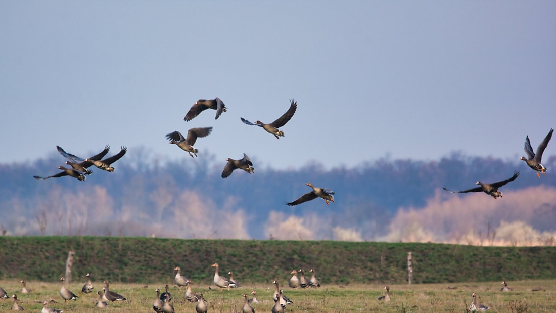 Orkney geese &#8211; an insider’s perspective