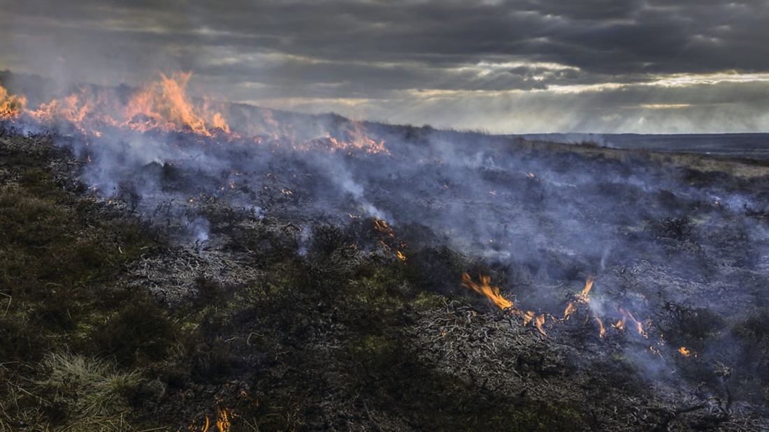 New legislation for heather burning