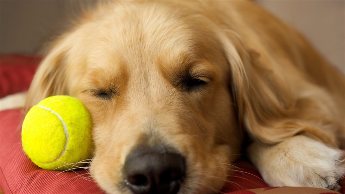 How to: use tennis balls in gundog training (without creating a problem!)