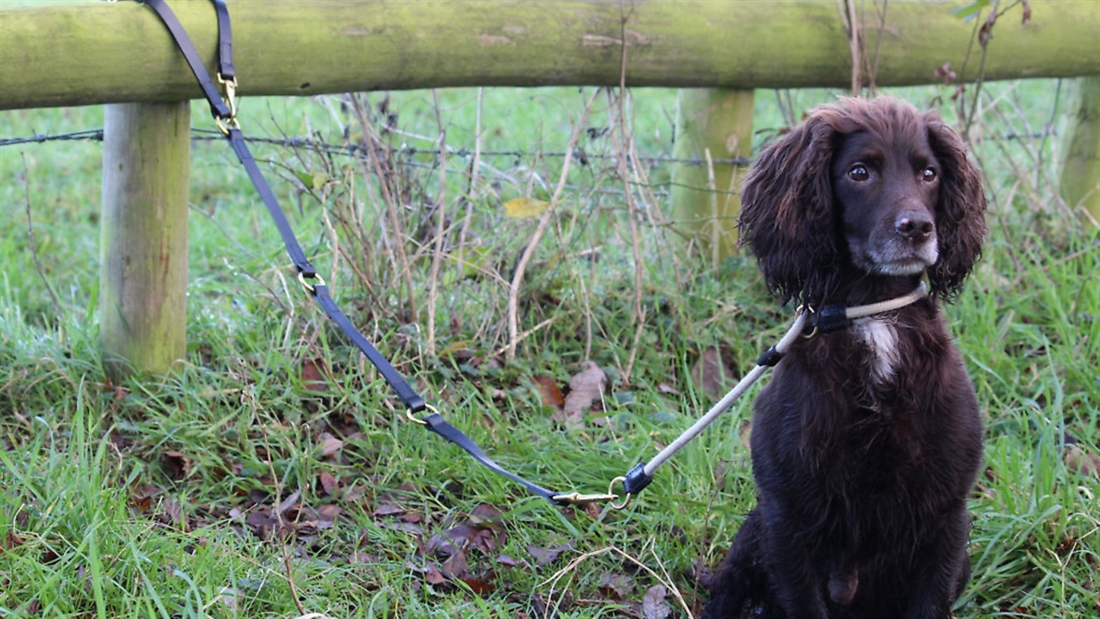 Tetherlead’s length adjustable, multi-fixture dog leads &#8211; test &#038; review